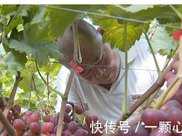 瓜果飄香｜豐收季裡採摘忙西昌安寧鎮柏枝樹村葡萄熟了