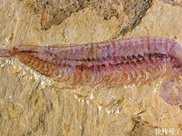 首次被發現！一隻5億年前的“蝦蝦蝦蝦蝦蝦蝦”