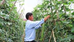 黔南獨山：豇豆產銷兩旺 農民喜獲豐收