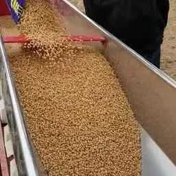 小麥即將播種，這四類小麥種子不能買！！！