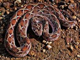 盤點世界上最危險的10種毒蛇：黑曼巴第4，毒王內陸太攀蛇僅第3