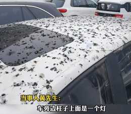 男子停車半小時車身獨得鳥屎全覆蓋，為何鳥兒就認定了他的車？