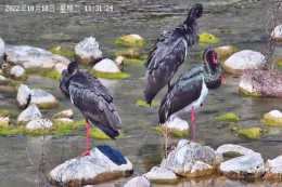 國寶黑鸛“旅行團”頻頻現身 北京成為鳥類遷徙中轉站