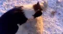 內蒙古一牧羊犬為喚醒凍死的羊，貼身為其取暖，各種緊急搶救