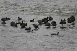 數十種珍稀野生鳥類到湖北竹山“過年”