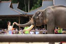 環保組織起訴西雙版納野象谷大象表演，景區迴應