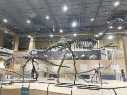 北京自然博物館開新展 50餘件化石展示恐龍晚期演化