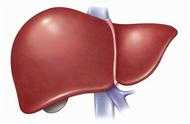 中醫講：人以肝為天，有個好的肝臟尤為重要，應該如何養肝？