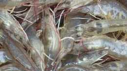 南美白對蝦好養殖嗎？苗期的蝦應該怎麼養殖